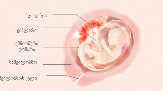 orsulobis 15 kvira